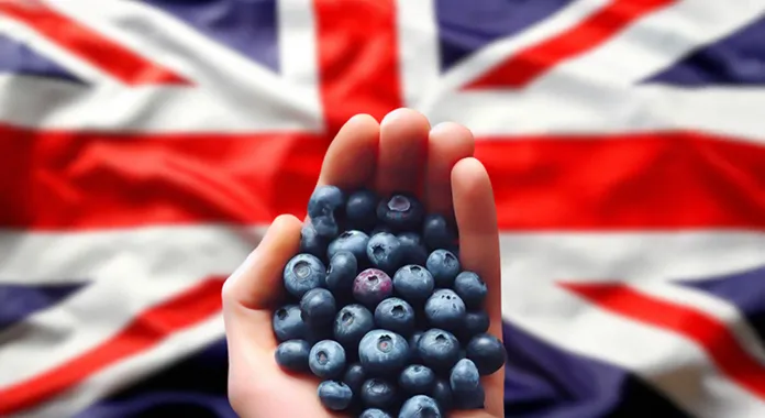 Morocco's Blueberry Exports to the UK: FPC Warns of Potential Cost Increases and Border Requirements