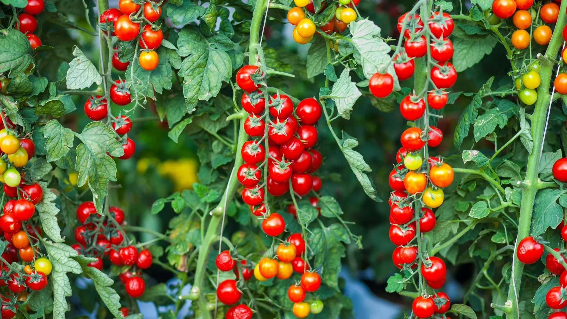 Challenges Facing Cherry Tomato Producers in Spain Amidst Moroccan Competition
