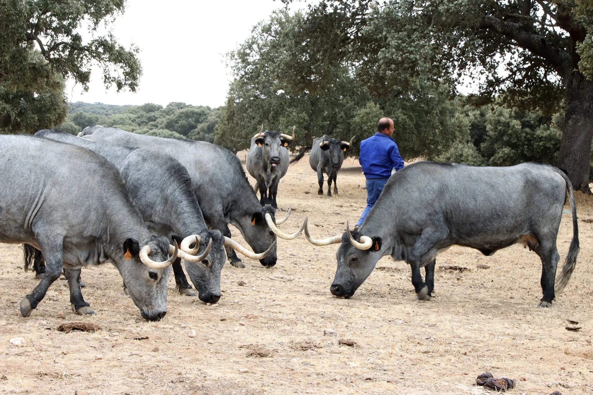 Spanish Farmers Urge Immediate Action to Revive Cattle Exports to Morocco