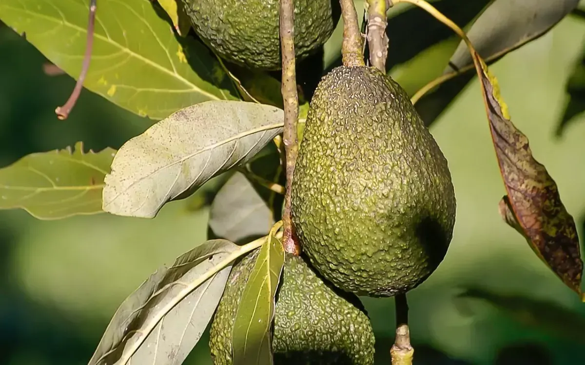 Moroccan Avocados: A Pathway to European Markets Through an Israeli Giant