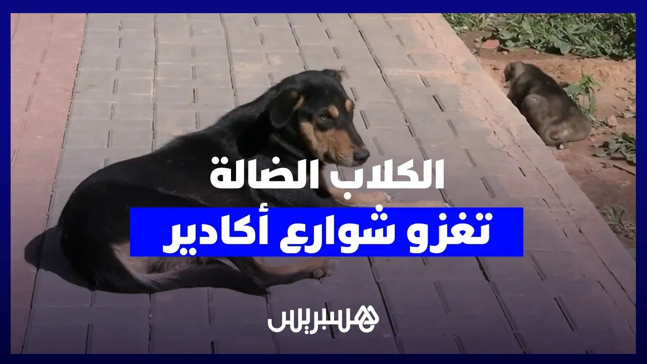 A Growing Concern in Agadir: Residents Call for Action Against Stray Dogs