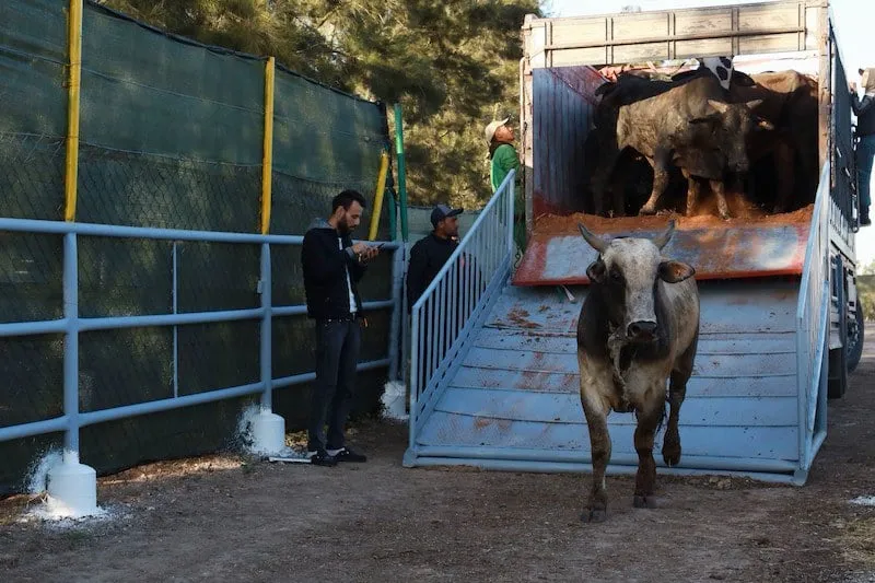 Morocco Exhausts Annual Quota for Importing 300,000 Cattle Amid Rising Meat Prices