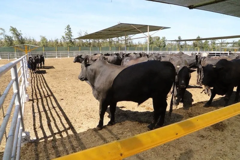 Morocco Approves Importation of Brazilian Buffaloes