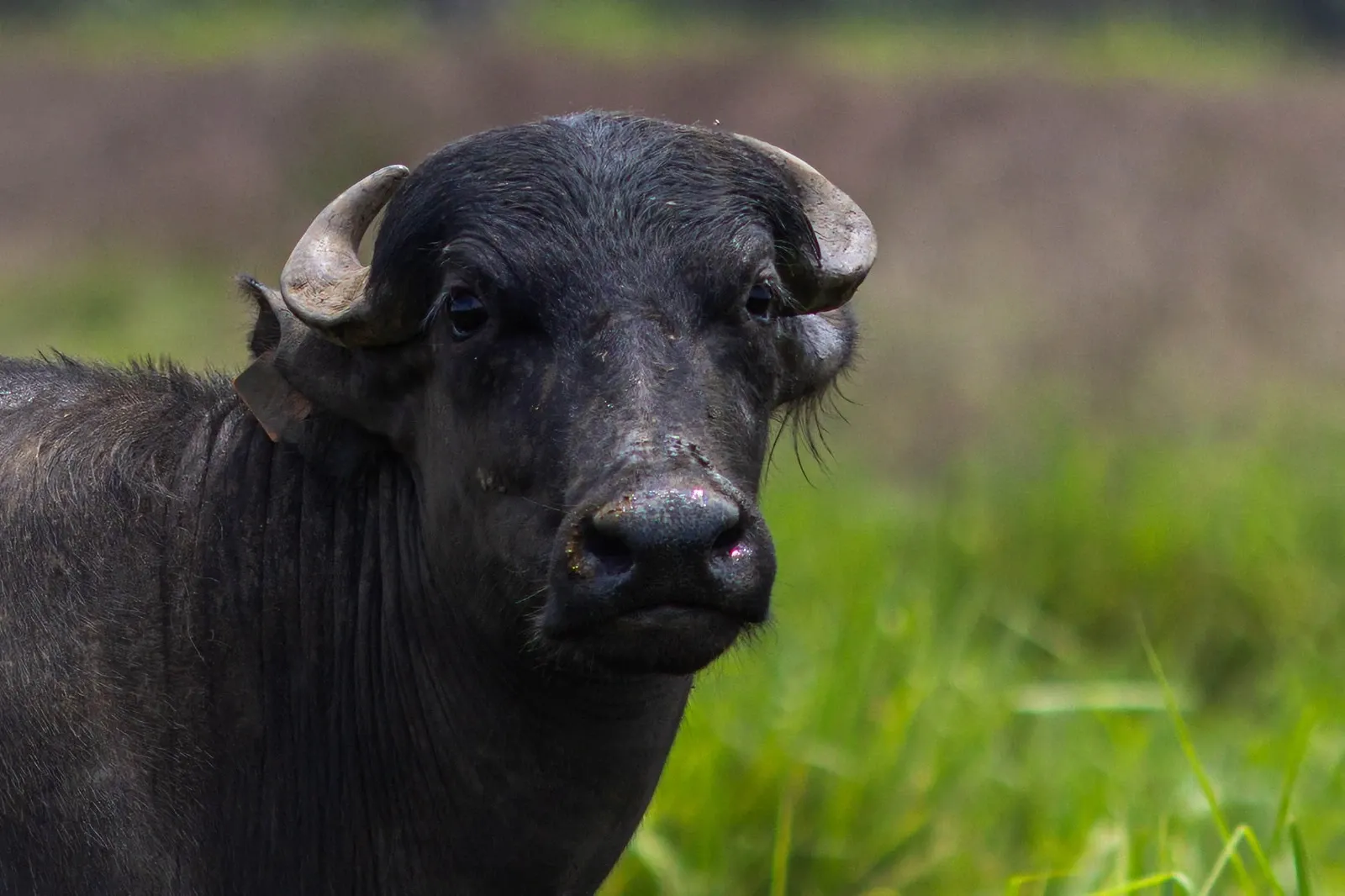 Morocco Expands Meat Supply by Importing Live Buffalo from Brazil