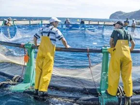 Morocco's Ambitious Aquaculture Plans: From 3,500 to 300,000 Tons by 2035