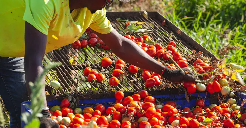 Morocco and Israel: Redefining Agricultural Power in the Mediterranean