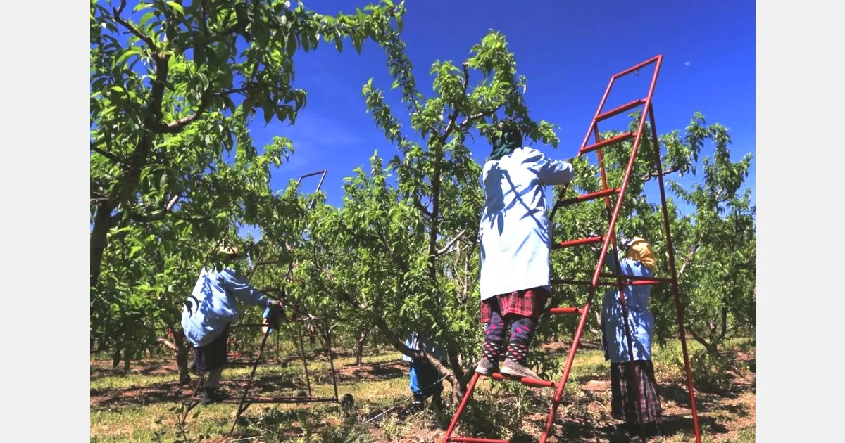 The Shifting Landscape of the Fruit and Vegetable Industry: Morocco, Turkey, and Egypt Take Center Stage