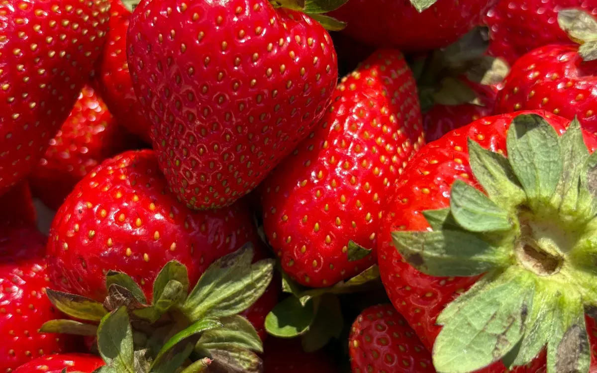 Morocco Surpasses Spain in Strawberry Competition Amidst Tomato Dominance