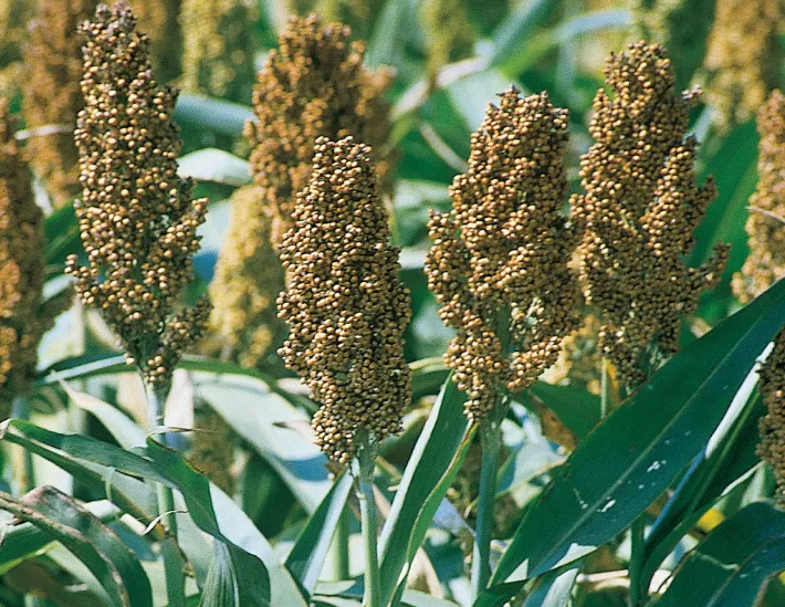 Icrisat Safeguards Genetic Resources in Morocco: A Milestone for Agricultural Research