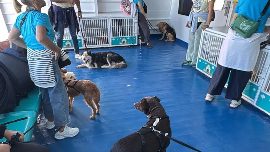 Morocco's Blue Project Rescues 19 Dogs to New Lives in Moaña