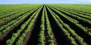 Morocco's Agricultural Sector Sees Remarkable 21.2% Growth in Value Added