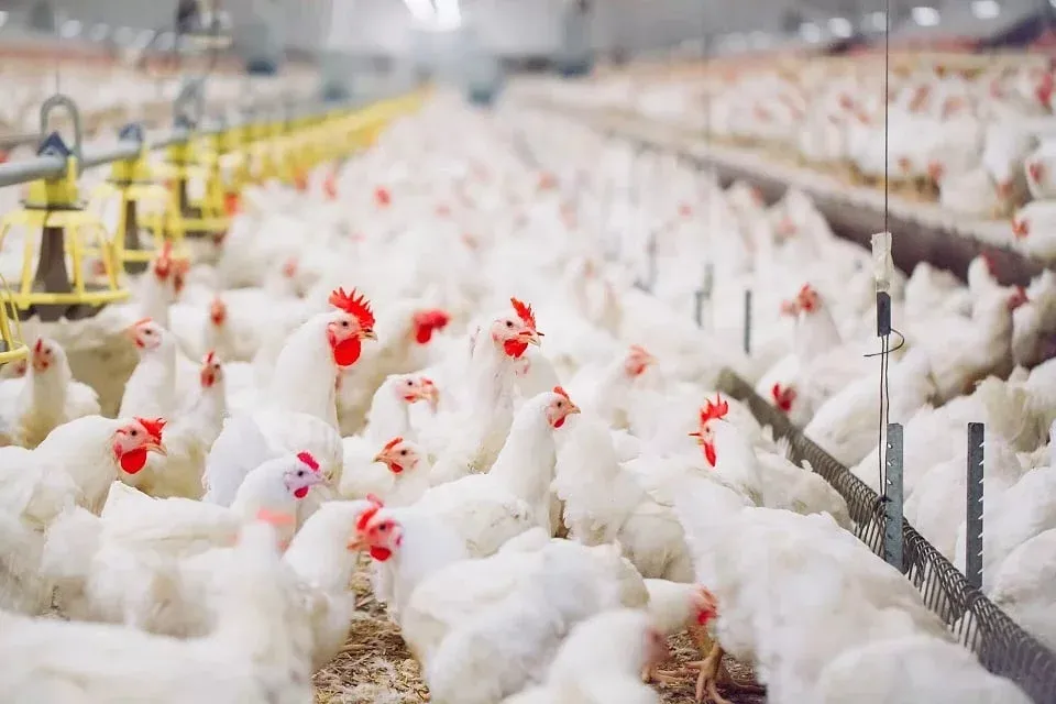 Morocco's Chicken Price Surge Sparks Boycott Campaign Amid Consumer Concerns