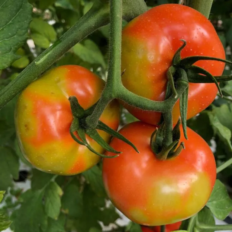 New Insights on Tomato Brown Rugose Fruit Virus Affecting Moroccan Exports