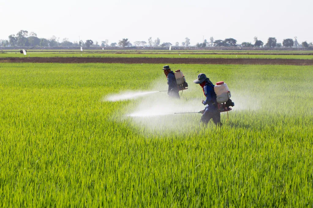 New Agricultural Fertilizer Deal: India Negotiates with Morocco After Washington