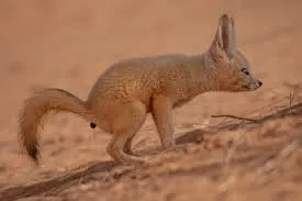 Rare Fox Sighting in Asfi: A Call for Wildlife Protection