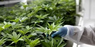 Morocco's Rapid Expansion in the Cannabis Industry: Key Insights