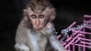 Controversy Surrounds Dog Eating Monkeys Video Sparks Calls for Animal Rights Activism