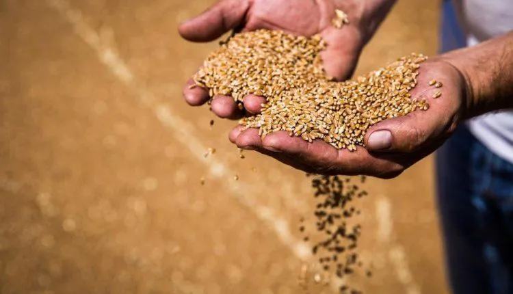 Challenges Ahead for EU Wheat Exporters as Morocco Reduces Imports