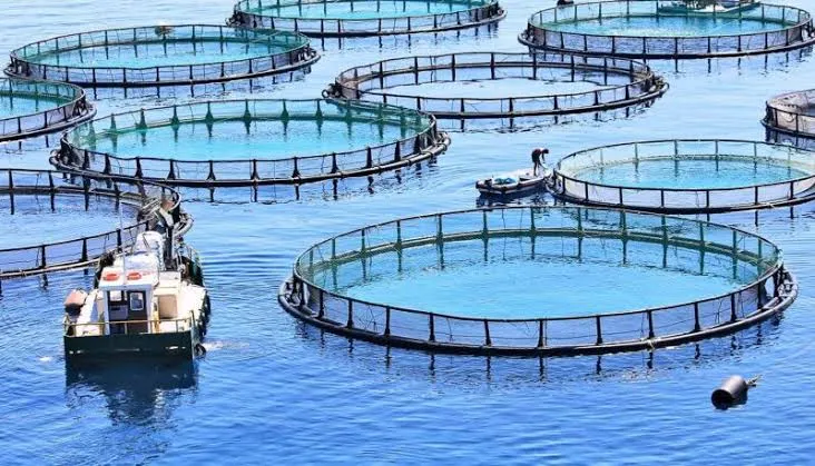 Morocco's Aquaculture Sector Stifled by Bureaucratic Challenges, World Bank Report Reveals