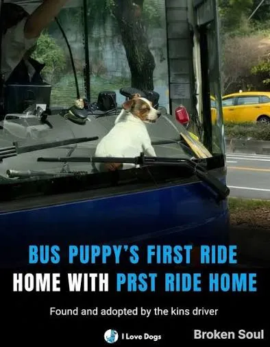From Street to Home: The Inspiring Journey of a Rescued Puppy