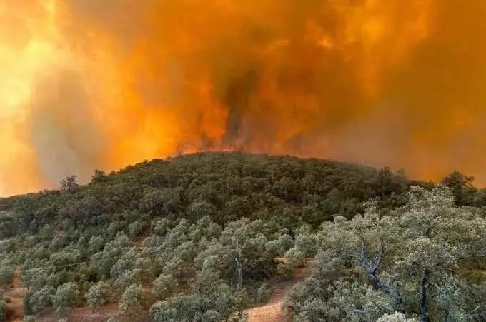 Forest Fires Erupt in Taza, Morocco: A Disturbing Visual Account