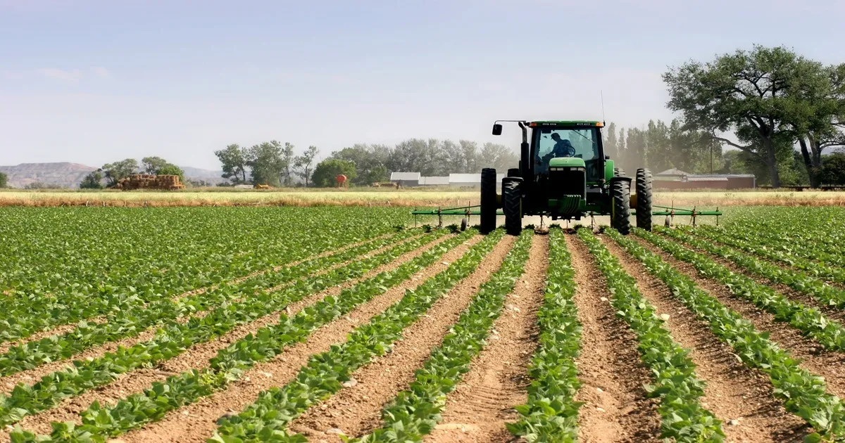 Agricultural Progress in Casablanca-Settat: A 12% Growth in Vegetable Cultivation