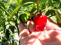 Exploring the Impact of EMS on Paprika Seed Germination and Seedling Development