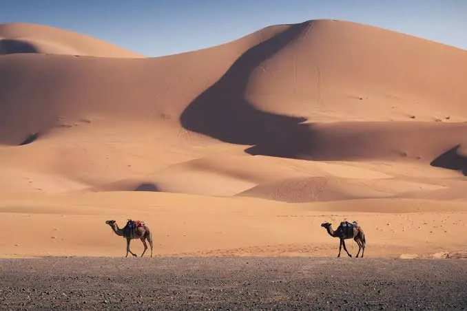 Discover the Wonders of 'Wild Morocco' - Nature Documentary Airing Today